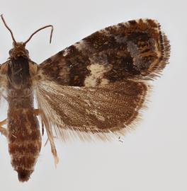  Female. © Loren Jones. Image used with permission

